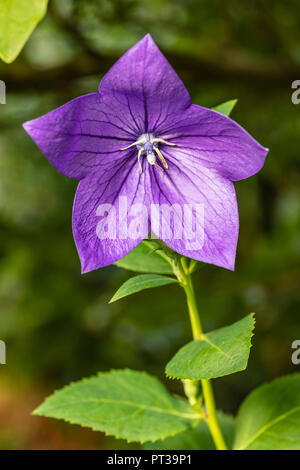 Peach-leaved bellflower, Campanula persicifolia, fleur Banque D'Images