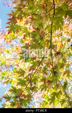 Canada, Québec, Montréal, Carre St-Louis square, les feuilles d'automne Banque D'Images