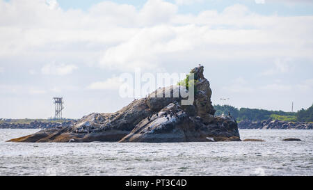 Rock formation sortant de l'eau avec les cormorans et les mouettes nichent sur elle. Banque D'Images