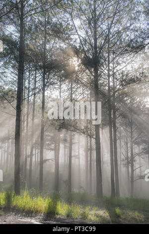 Voyage de découverte dans la forêt de pins du sentier, au Vietnam. Contexte Avec la magie du soleil, la lumière, un épais brouillard et l'air frais à l'aube Banque D'Images
