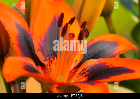 Lily Allen plante en pleine floraison Banque D'Images