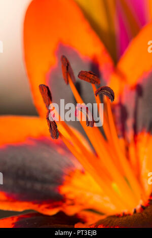 Lily Allen plante en pleine floraison Banque D'Images