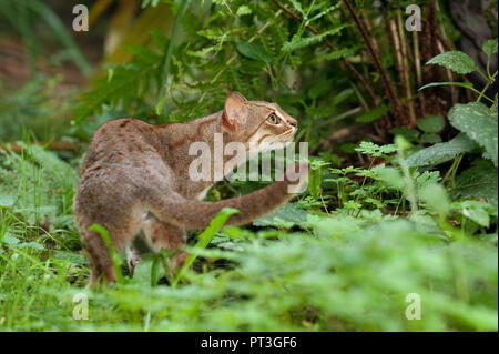 Chat tacheté de rouille (Prionailurus rubiginosus), captif, parc zoologique de Port Lympne, Kent, Royaume-Uni Banque D'Images