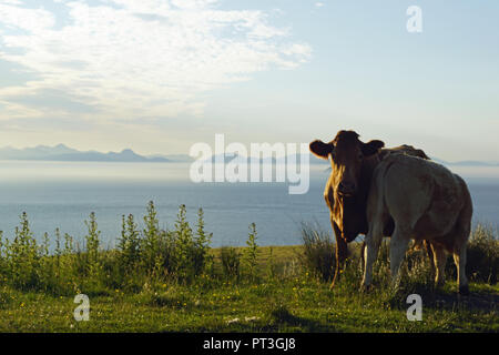Vaches au Musée de l'Islande Skye la vie. Le Musée de l'Islande Skye La vie est un petit musée en plein air sur la péninsule de Trotternish Kilmuir du SIL Banque D'Images