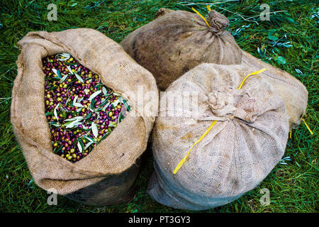 Koroneiki olives récoltées et recueillies dans des sacs à Kalamata, région du Péloponnèse, dans le sud-ouest de la Grèce. Banque D'Images