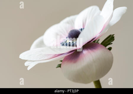 Un seul soft focus fleurs Anémone Anémone- deCaen. Banque D'Images