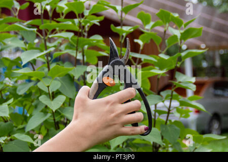 Outil de jardin pruner dans femme Main sur fond de la direction générale Banque D'Images