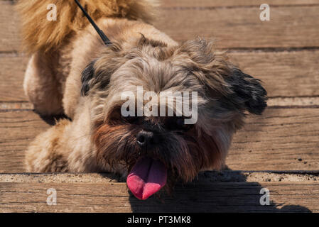 Petit chien en laisse avec sa langue qui sort. Banque D'Images