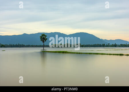 Palmier solitaire chemin entre champs inondés comme un lac encore flottant dans les régions rurales de la saison sur le Vietnam Banque D'Images