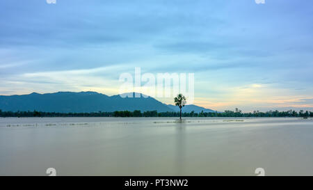 Palmier solitaire chemin entre champs inondés comme un lac encore flottant dans les régions rurales de la saison sur le Vietnam Banque D'Images