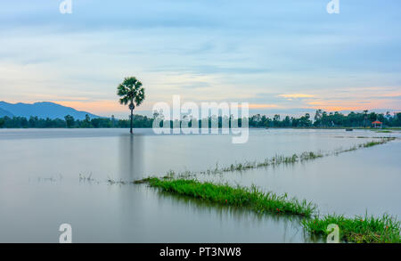 Palmier solitaire chemin entre champs inondés comme un lac encore flottant dans les régions rurales de la saison sur le Vietnam Banque D'Images