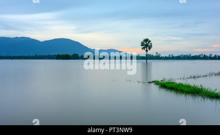 Palmier solitaire chemin entre champs inondés comme un lac encore flottant dans les régions rurales de la saison sur le Vietnam Banque D'Images