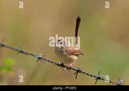 La femelle-Fairy wren en Far North Queensland Australie Banque D'Images