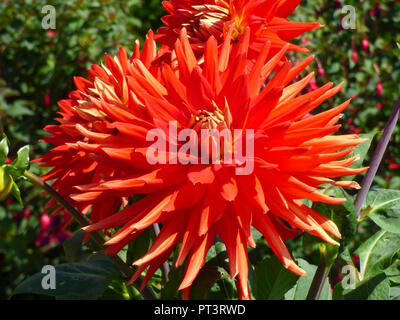 Dahlia fleur en pleine floraison dans un jardin à Cardiff, Pays de Galles, Royaume-Uni Banque D'Images