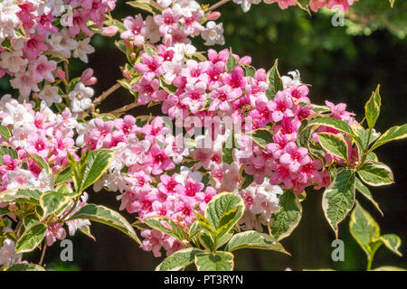 Wigelia bigarré (Weigela Florida Variegata Nana) en pleine floraison rose pâle et blanc avec des fleurs dans un jardin arrière à Cardiff, Pays de Galles, Royaume-Uni Banque D'Images