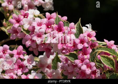 Wigelia bigarré (Weigela Florida Variegata Nana) en pleine floraison rose pâle et blanc avec des fleurs dans un jardin arrière à Cardiff, Pays de Galles, Royaume-Uni Banque D'Images