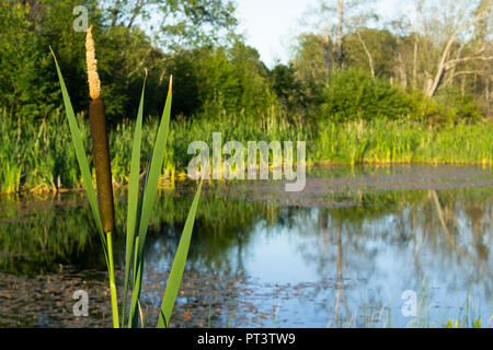 Typha latifolia dans petit étang. En raison de l'eau les arbres en arrière-plan. Banque D'Images