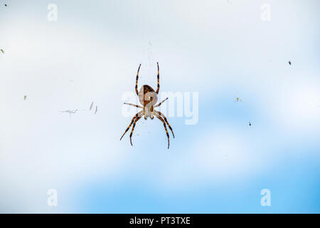 Close up of brown spider cross avec les bogues de web sur fond de ciel Banque D'Images