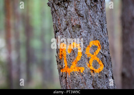 Numéro 128, cent vingt-huit, peint dans une forêt de pins sur les jeunes avec de la peinture orange, en bas à droite de la photo. Photo en gros plan des chiffres (avec arrière-plan flou Banque D'Images