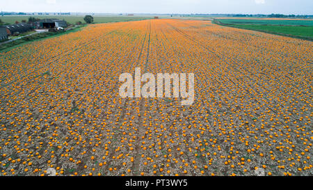 Photo aérienne montre les potirons et cultivé dans un champ près de mars, Paris,qui seront récoltés dans les prochains jours.Le légume est de retour sur assiettes. Des images aériennes montrent des rangées de citrouilles attendent d'être récoltés - non seulement pour la sculpture d'Halloween, mais pour des raisons culinaires comme le légume faire un comeback sur assiettes. Drone incroyables photos Afficher les champs de citrouilles prête à être cueillie près de mars à Cambridgeshire le Brits manger plus de légumes que jamais. Autour de 15 millions de citrouilles sont maintenant cultivés au Royaume-Uni chaque année et Banque D'Images