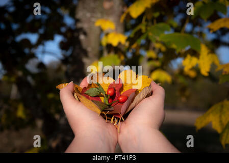 Feuilles aux couleurs automnales de différents arbres et couleurs, tenue à une main de femme avec un couple de Brier sauvages fruits rouges Banque D'Images