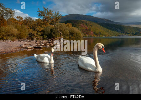 Llyn Padarn et Llanberis view point avec deux cygnes tuberculés au site arbre isolé au nord du Pays de Galles. Banque D'Images