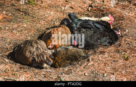 6 poulets en prenant un bain de poussière au début du printemps sous un pin. Banque D'Images