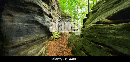 Allemagne, Saxe, des montagnes de grès de l'Elbe, la Suisse Saxonne Parc National, de grandes falaises de grès dans la forêt de hêtre naturel Banque D'Images