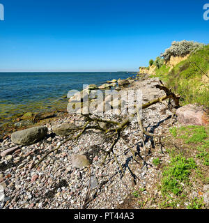 Côte de la mer Baltique au printemps, des rochers et du bois flotté sur le rivage, Boddenstraße 16 Reddevitzer, péninsule Mönchgut, réservation de la biosphère du sud-est de Rügen, Usedom Island, Mecklenburg-Vorpommern, Allemagne Banque D'Images