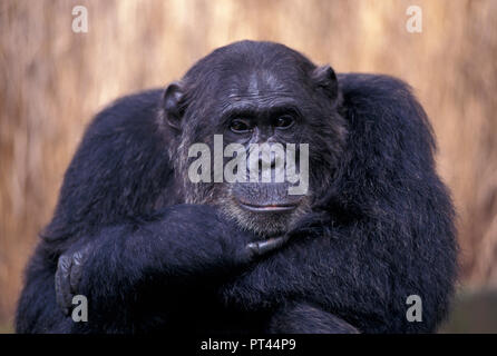 Pan troglodytes CHIMPANZÉ PAS-1113579 Parc National de Gombe Stream Tanzanie Afrique de l'Est Banque D'Images