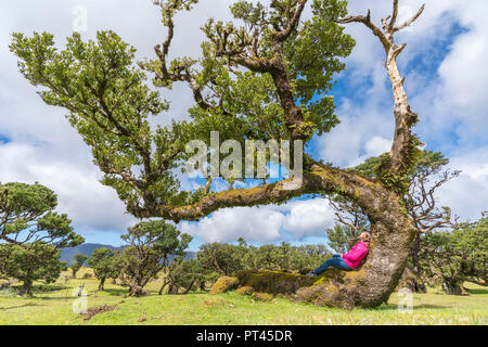 Femme assise sur un arbre de laurier dans la forêt Laurisilva, fanal, Porto Moniz, municipalité de la région de Madère, Portugal, Banque D'Images