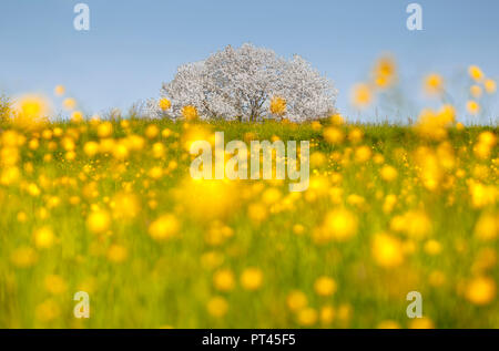 Renoncules (Ranunculus) flowers frame le plus plus grand cerisier en Italie dans un temps de printemps, Vergo, Zoccorino Brianza Besana, dans la province de Monza et Brianza, Lombardie, Italie, Europe Banque D'Images