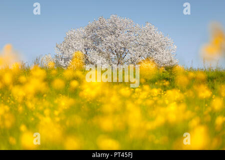 Renoncules (Ranunculus) flowers frame le plus plus grand cerisier en Italie dans un temps de printemps, Vergo, Zoccorino Brianza Besana, dans la province de Monza et Brianza, Lombardie, Italie, Europe Banque D'Images