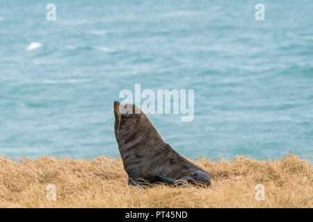 Le phoque à fourrure, sur l'herbe à Katiki Point, Moeraki péninsule, Waitaki district, région de l'Otago, île du Sud, Nouvelle-Zélande, Banque D'Images