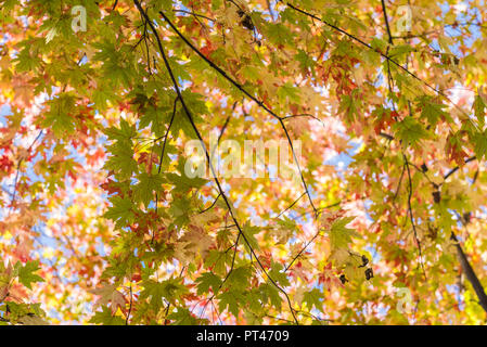 Canada, Québec, Montréal, Carre St-Louis square, les feuilles d'automne Banque D'Images