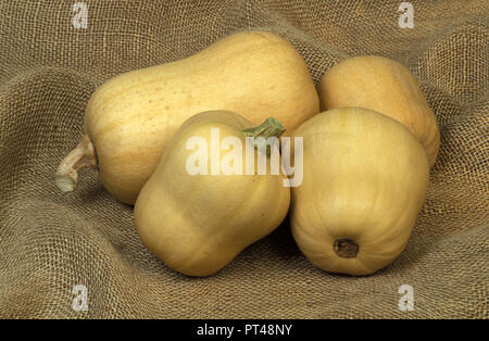 BUTTERNUT RÉCOLTÉS CITROUILLES (Cucurbita moschata) Banque D'Images