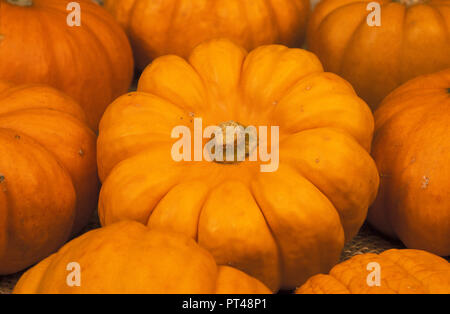 Citrouilles récoltées (Cucurbita maxima) MINIKIN Banque D'Images