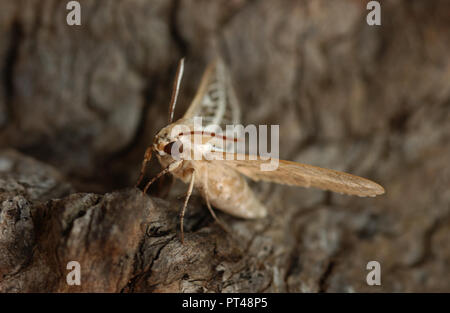 Les Sphingidae sont une famille de Papillons (Lepidoptera), communément connu sous le nom de sphinx, sphinx, et hornworms Banque D'Images