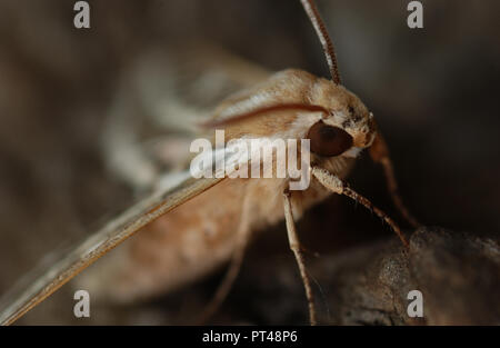 Les Sphingidae sont une famille de Papillons (Lepidoptera), communément connu sous le nom de sphinx, sphinx, et hornworms Banque D'Images