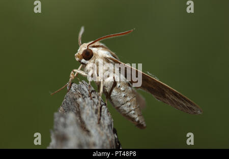 Les Sphingidae sont une famille de Papillons (Lepidoptera), communément connu sous le nom de sphinx, sphinx, et hornworms Banque D'Images