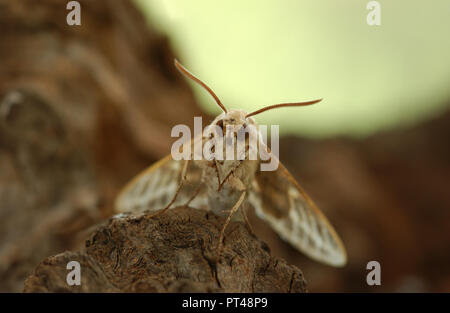 Les Sphingidae sont une famille de Papillons (Lepidoptera), communément connu sous le nom de sphinx, sphinx, et hornworms Banque D'Images