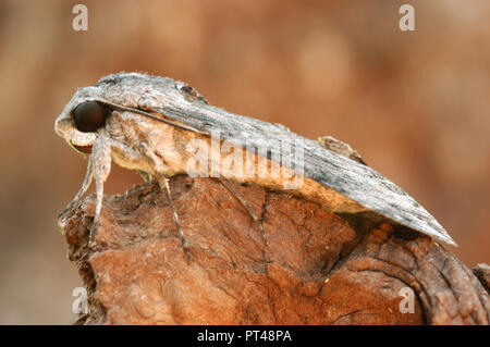 Les Sphingidae sont une famille de Papillons (Lepidoptera), communément connu sous le nom de sphinx, sphinx, et hornworms Banque D'Images