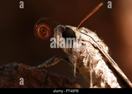 Les Sphingidae sont une famille de Papillons (Lepidoptera), communément connu sous le nom de sphinx, sphinx, et hornworms Banque D'Images