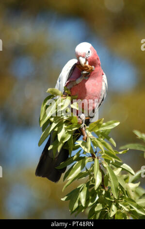 EOLOPHUS ROSEICAPILLA CACATOÈS ROSALBIN (l'alimentation, l'ouest de l'Australie Banque D'Images