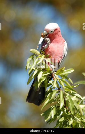 EOLOPHUS ROSEICAPILLA CACATOÈS ROSALBIN (l'alimentation, l'ouest de l'Australie Banque D'Images