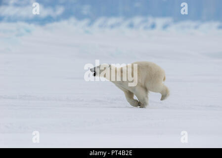 La patrouille de l'ours polaire de glace à l'extrémité nord de l'île de Baffin. Banque D'Images