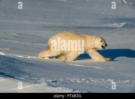 La patrouille de l'ours polaire de glace à l'extrémité nord de l'île de Baffin. Banque D'Images