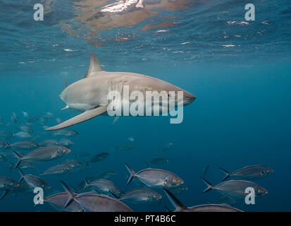 Grand requin blanc nage avec une école de valets. Banque D'Images