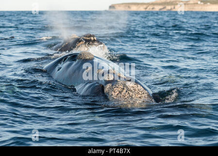 Baleine franche australe sur l'expiration à la surface. Banque D'Images