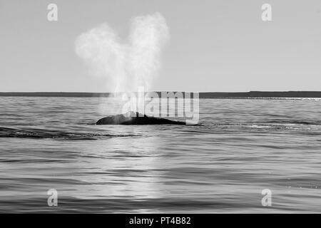 Baleine franche australe sur l'expiration à la surface. Banque D'Images